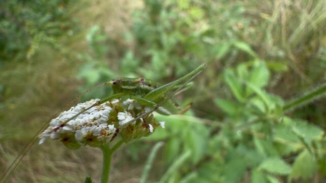 Green bush-cricket nymph (Tettigoniidae) on a white yarrow flower in a summer meadow. Macro view of long antennae and speckled body against soft bokeh grasses