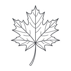 Fototapeta premium Detailed line drawing of a maple leaf with stem and veins on white background