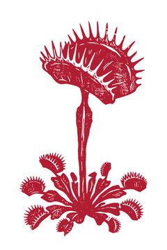 Graphic illustration of venus flytrap carnivorous plant isolated on transparent background.