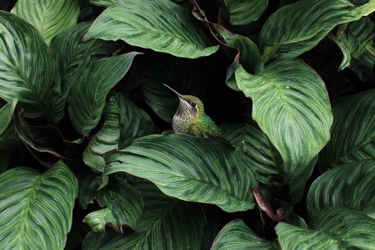 hummingbird hiding in giant tropical leaves