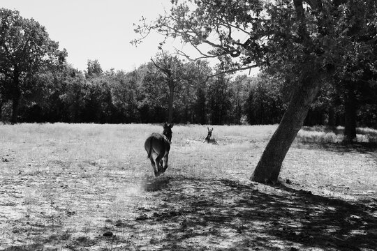 Monochrome view of miniature donkeys in a Texas farm field with one running toward another resting in the grass