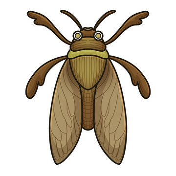 Brown Cicada Insect Illustration