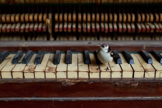 hummingbird resting on piano keys
