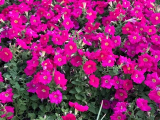 Fotobehang Roze Close-up pink vibrant Petunia hybrida flowers bloomingPetunia hybrida, commonly known as petunia, featuring a dense, vibrant carpet of bright magenta trumpet-shaped flowers and lush green foliage.  © Bediha Duru Öksüz