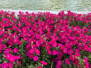 Fotobehang Roze Close-up pink vibrant Petunia hybrida flowers bloomingPetunia hybrida, commonly known as petunia, featuring a dense, vibrant carpet of bright magenta trumpet-shaped flowers and lush green foliage.  © Bediha Duru Öksüz