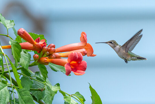 Hummingbird flying toward large orange trumpet vine flowers 