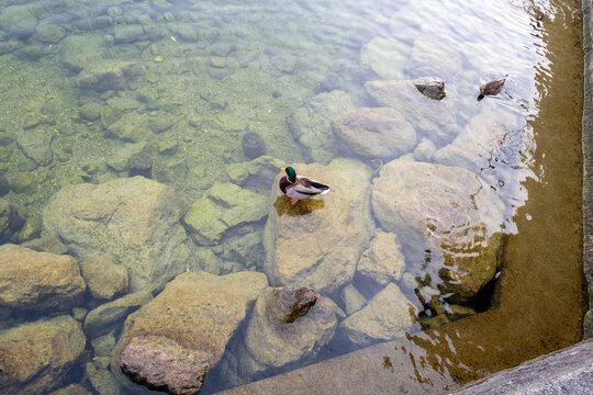 Ducks on Lake Traunsee in Gmunden, Austria.