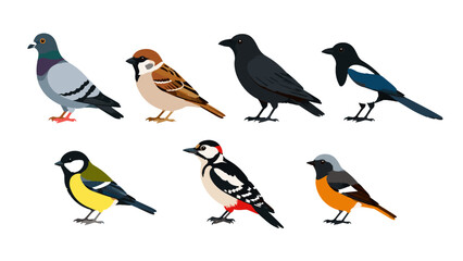 Set of seven colorful bird vector illustrations on white © Andrei