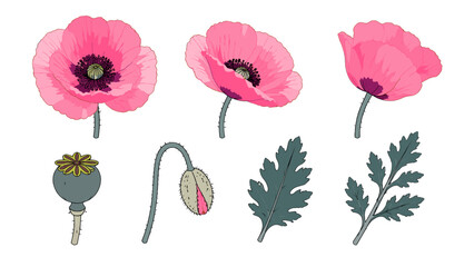 Obraz premium Botanical pink poppy flower set with leaves and seed pod