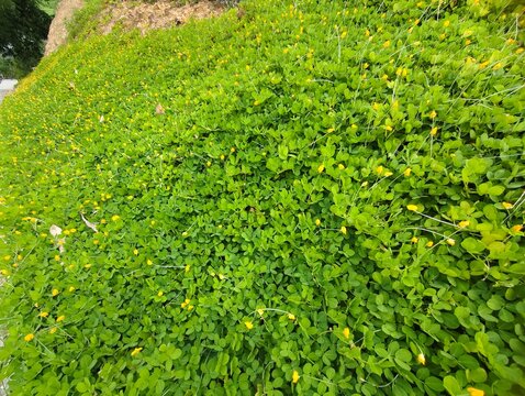 High-angle shot of dense ground cover plant featuring vibrant green leaves interspersed with tiny yellow flowers