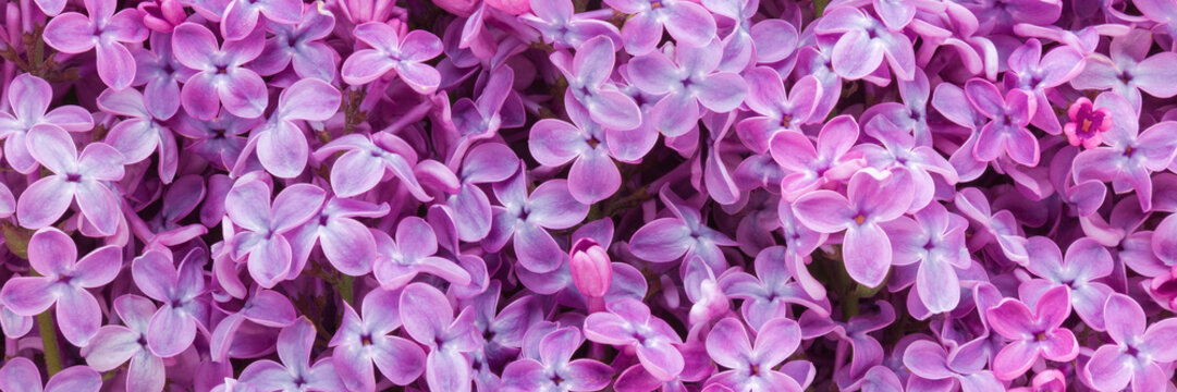 Fresh beautiful purple lilac flowers background. Closeup. Wide banner. Top down view.