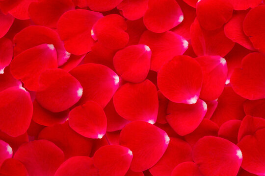 Fresh beautiful red rose flower petals background. Closeup. Top down view.