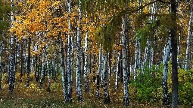 : Slender white-barked birch trees stand tall, bright golden-yellow autumn leaves mix with green foliage, dry leaves carpet the forest ground softly