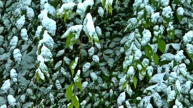 Fresh white snow rests lightly on vibrant glossy green leaves and dense branches, soft winter frost clings gently to every twig