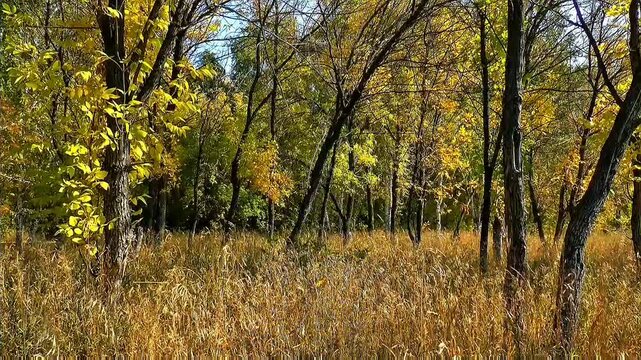 Tall slender trees with golden-yellow leaves rise above dry golden grass, bright blue sky peeks through winding branches in calm woodland
