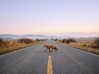 Fototapeta premium Red fox crossing an empty paved country road at dawn, providing a serene wildlife concept for rural travel and autumn nature campaigns.