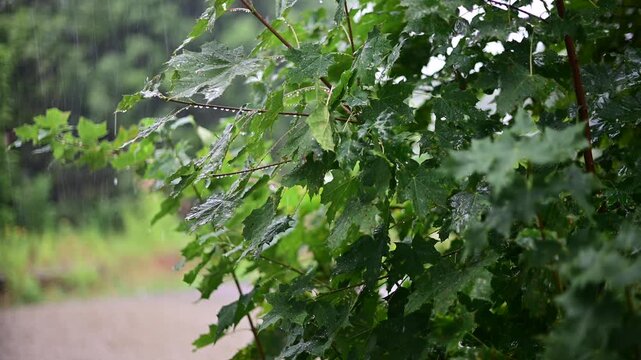 Lush foliage strong rain copy space background authentic natural light b roll video, looking at green leaves while raining.