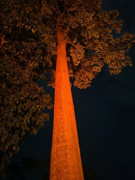 Low-angle shot of a tall tree trunk illuminated by warm orange lighting against a dark night sky