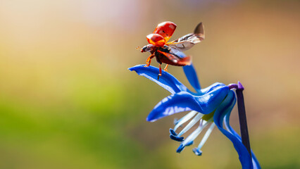 Macro photo of a ladybug spreading wings on a vibrant blue Siberian squill (Scilla siberica) flower, shallow depth of field, dreamy spring light, and colorful blurred background © Macro Viewpoint