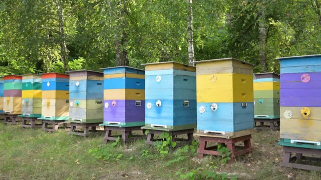 Long row of multi-tiered colorful beehives in a forest glade in summer. Wide shot of wooden bee hives in the woods reflecting large-scale beekeeping traditions and ecological purity