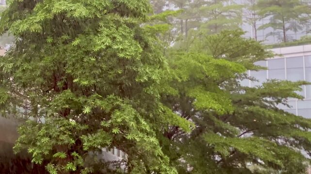 big raining on the tree, wind