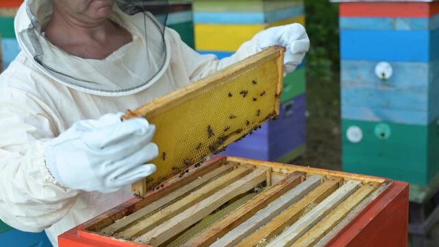 Beekeeper close up removing and inspecting a honeycomb frame in a beehive. Gloved hands of a beekeeper holding a frame with bees symbolizing careful quality control and dedication to traditions