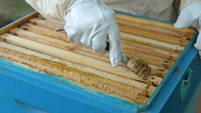 Beekeeper in white gloves scraping propolis from wooden beehive frames. Close up of beekeeper hands collecting healthy bee glue embodying traditions and the value of natural resources