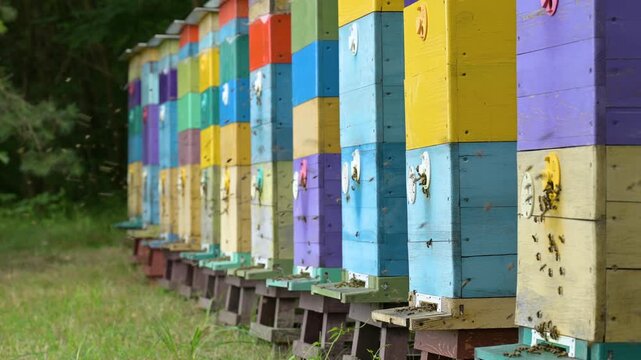 Row of colorful wooden beehives in an apiary with active bees in summer. Bees flying near bright hives at the forest edge symbolizing hardworking tradition and organic honey production