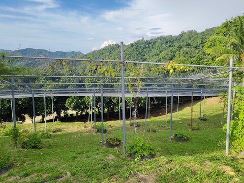 A outdoor agricultural canopy structure with metal poles and protective netting set on a green grassy hill surrounded by mountains
