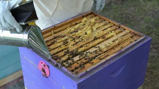 Beekeeper using a smoker to calm bees and closing a multi-tiered beehive. Bee care at the apiary: beekeeper smoking the frames and sequentially installing the hive bodies, insulation, and the roof
