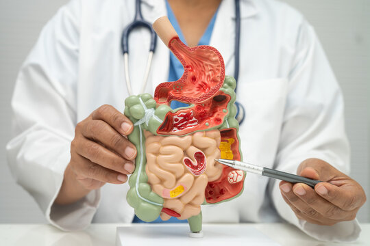 Digestive system with stomach and intestine, Asian doctor holding human anatomy model for study diagnosis and treatment in hospital.