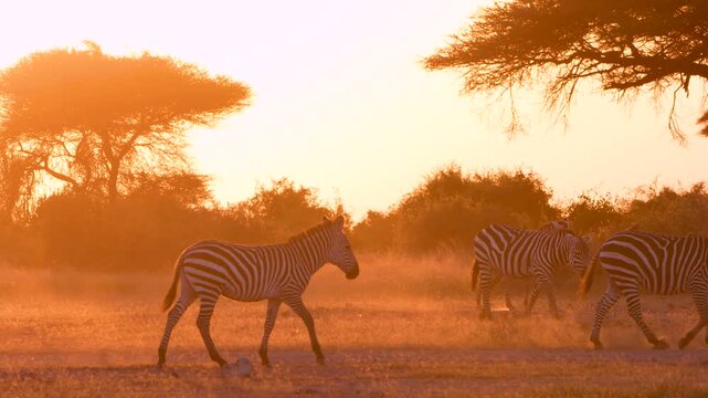 View of zebras walking through the dusty plains of Amboseli National Park during golden hour in Kajiado County, Kenya.