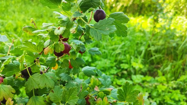Sunny Berry Orchard Green leafy bushes with small scattered dark fruits for horticulture guides rural landscape backgrounds and farming lifestyle articles
