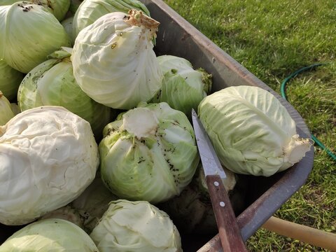 Agricultural Cutting Tool Kitchen knife resting among freshly gathered raw cabbages in a cart for manual harvesting blogs farm to table concepts and vegetable preparation