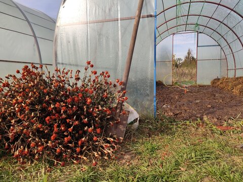 Pulled Garden Flora Pile of drying red and green plants left beside a polytunnel entrance for seasonal plot clearing articles and domestic farming routines