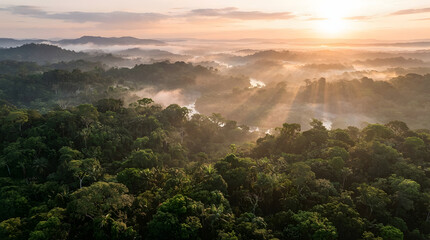 Obraz premium Aerial view of a lush green rainforest with morning mist and sun rays at sunrise