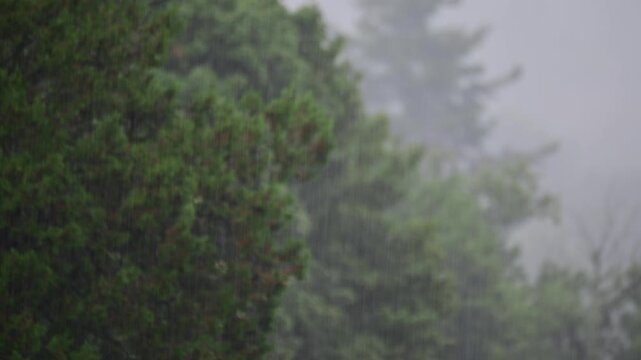 Lush foliage strong rain copy space background authentic natural light b roll video, looking at green leaves while raining.