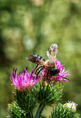 Macro Close-up of a Wild Bee Pollinating a Purple Thistle Flower © Tibor