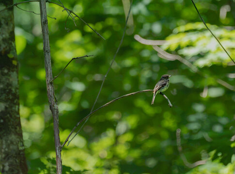 a least fly-catcher on a branch
