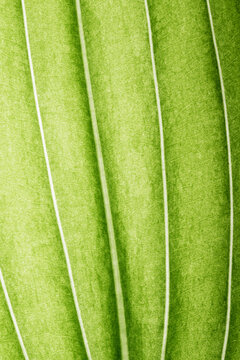 Extreme close up texture of leaf veins. backlight fresh green Leaf. morning sunlight with copy space as background natural green plants landscape, ecology, fresh wallpaper concept. macro