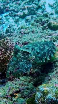 View of a camouflaged cuttlefish resting on a vibrant coral reef in the clear tropical waters of Bali, Indonesia.