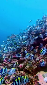 View of a large school of sergeant major fish swimming over a vibrant coral reef in the clear tropical waters of Bali, Indonesia.