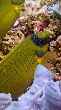 View of a yellow foxface rabbitfish with intricate patterns swimming near a purple sponge and coral reef in Bali, Indonesia.