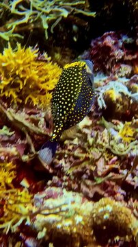 View of a yellow boxfish swimming among vibrant coral reefs in the underwater environment of Bali, Indonesia.