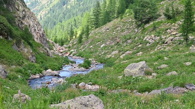 Clear water flowing in a mountain creek through a lush green valley in the alps during a beautiful sunny summer day. The vibrant landscape features rocks, meadows, and a dense pine forest