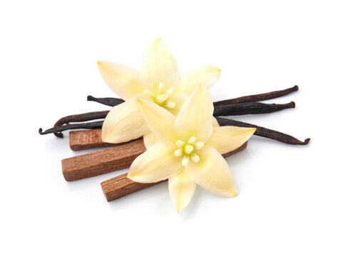 Vanilla flower and vanilla pods with sandalwood