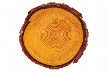 Cross Section of a Tree Trunk Showing Concentric Annual Growth Rings © Nadira