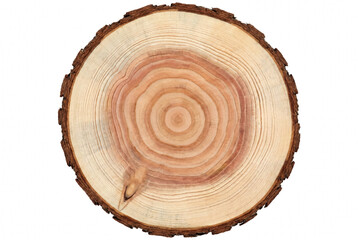 Detailed wood slice showing annual tree rings © Nadira
