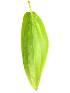 Isolated echinodorus cordifolius leaf with clipping paths.