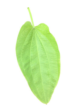 Isolated echinodorus cordifolius leaf with clipping paths.
